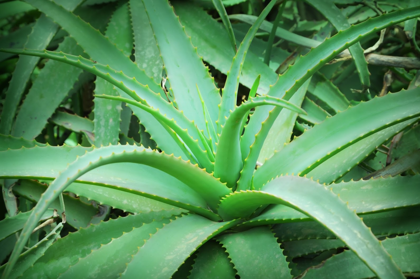 Aloe: cara menjaga tanaman